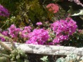 /album/galerie-photos/les-bougainvilliers-jpg/